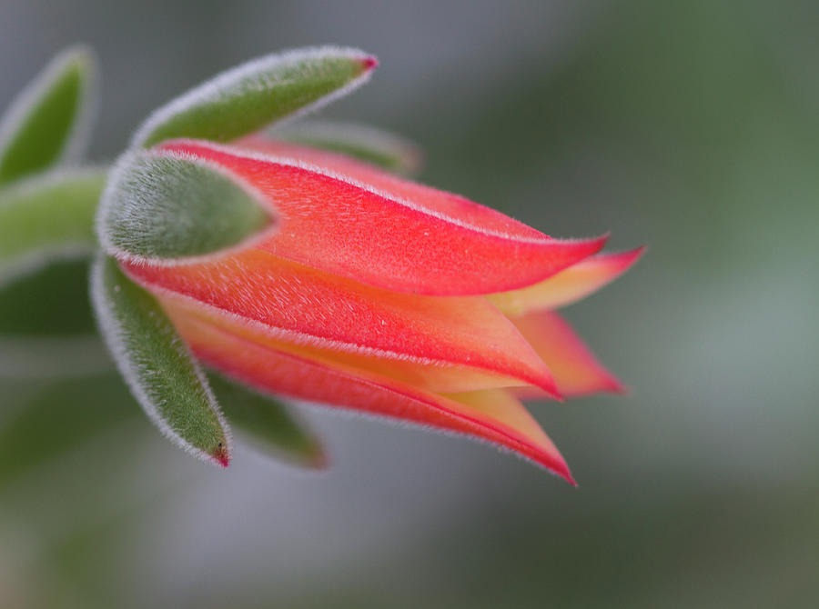 Perfectly Orange Fuzzy Succulent Blossom Photograph by Kathy Clark