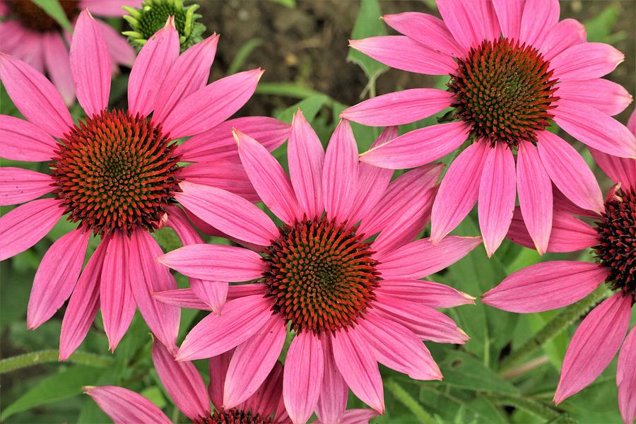 Perfectly Pink Coneflowers Photograph by Sheila Brown