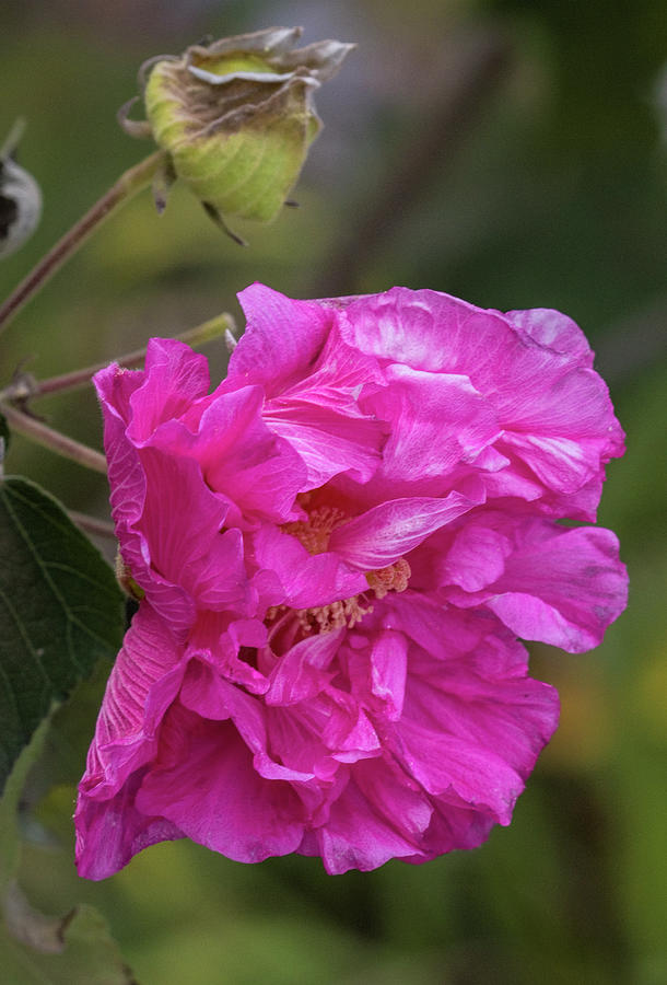 Perfectly Pink Confederate Rose Blossom Photograph by Kathy Clark Pixels