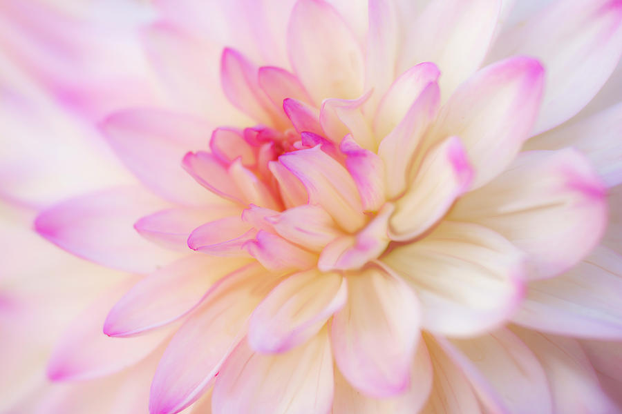 Perfectly Pink Photograph by Kristal Kraft