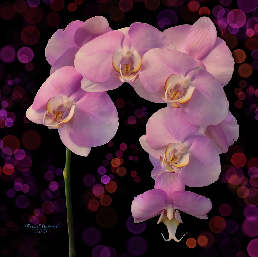 Perfectly Pink Orchid Black And Bokeh Photograph