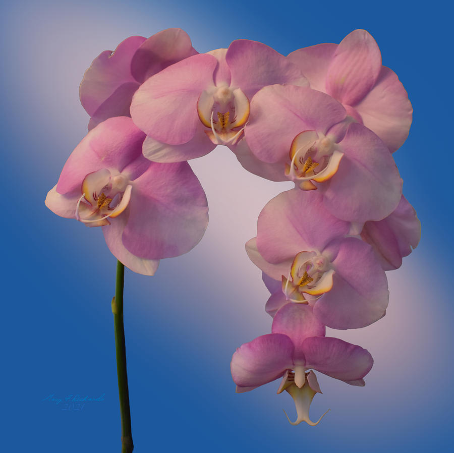 Perfectly Pink Orchid On Blue Photograph