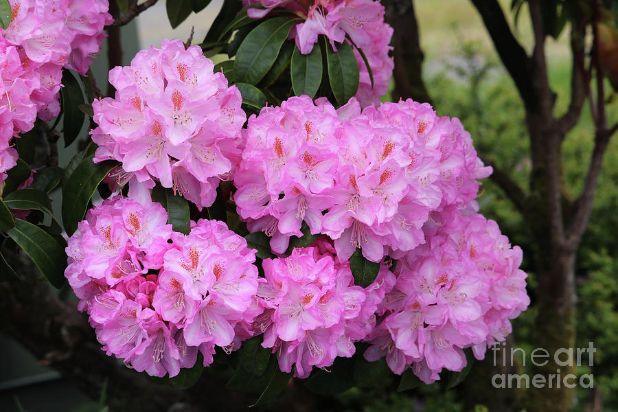 Perfectly Pink Rhododendrons Photograph by Carol Groenen