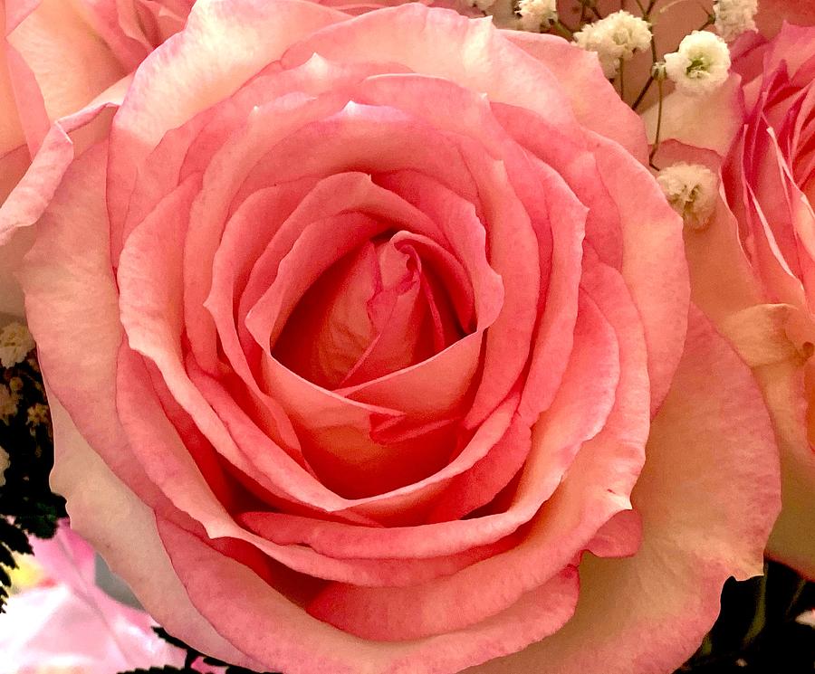 Perfectly Pink Rose Photograph by Femina Photo Art By Maggie