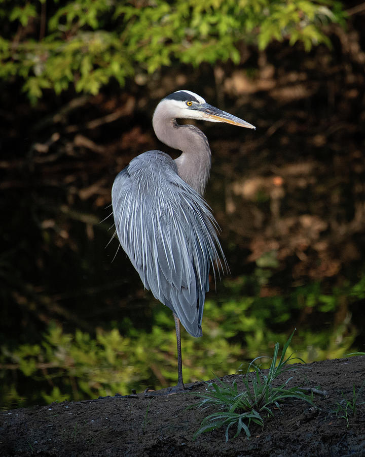 Perfectly Poised Photograph by Chris Wiederspahn - Fine Art America