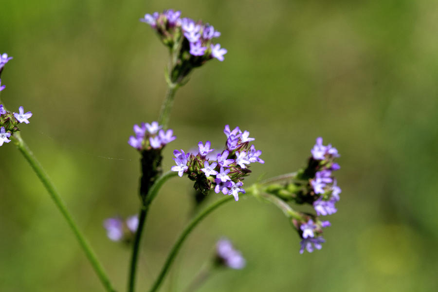 Perfectly Purple Verbena Wildflower Photograph by Kathy Clark