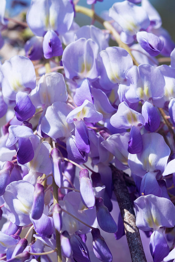 Perfectly Purple Wisteria Blooms Photograph by Kathy Clark