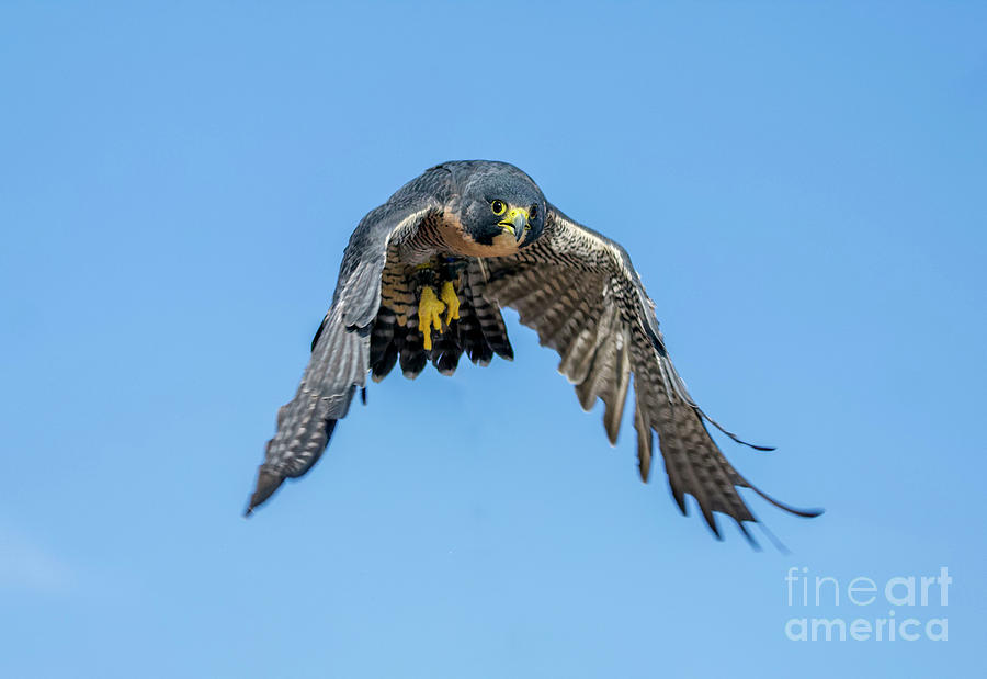 Peregrine Falcon #9 Photograph by Shirley Dutchkowski