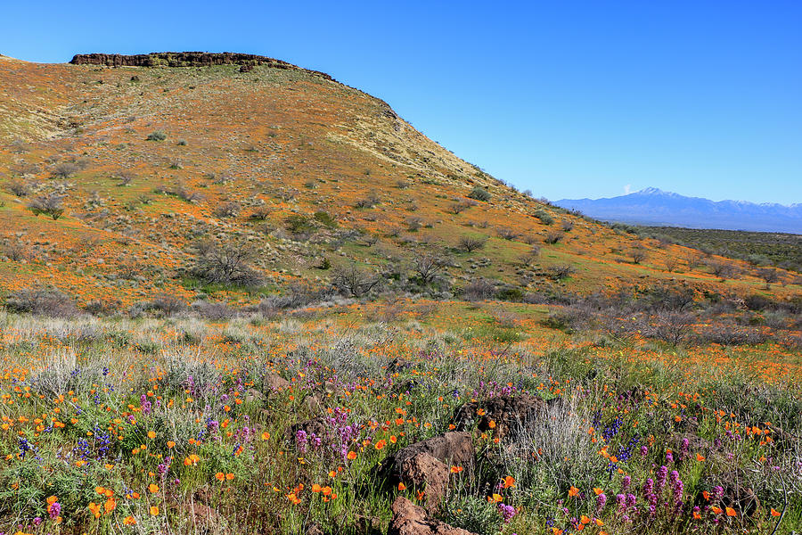 Peridot Mesa View with Orange Poppies 2 Photograph by Dawn Richards