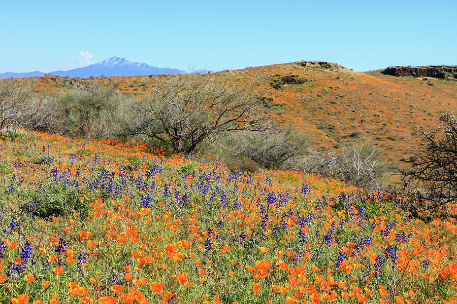 Peridot Mesa View with Orange Poppies 5 Photograph by Dawn Richards