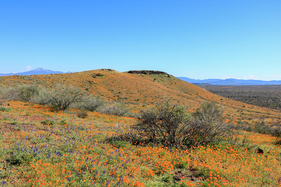 Peridot Mesa View with Orange Poppies 6 Photograph by Dawn Richards