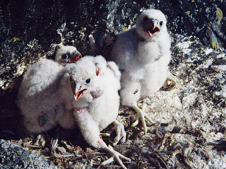 Perigrine Facon Chicks Photograph by Steven Ralser