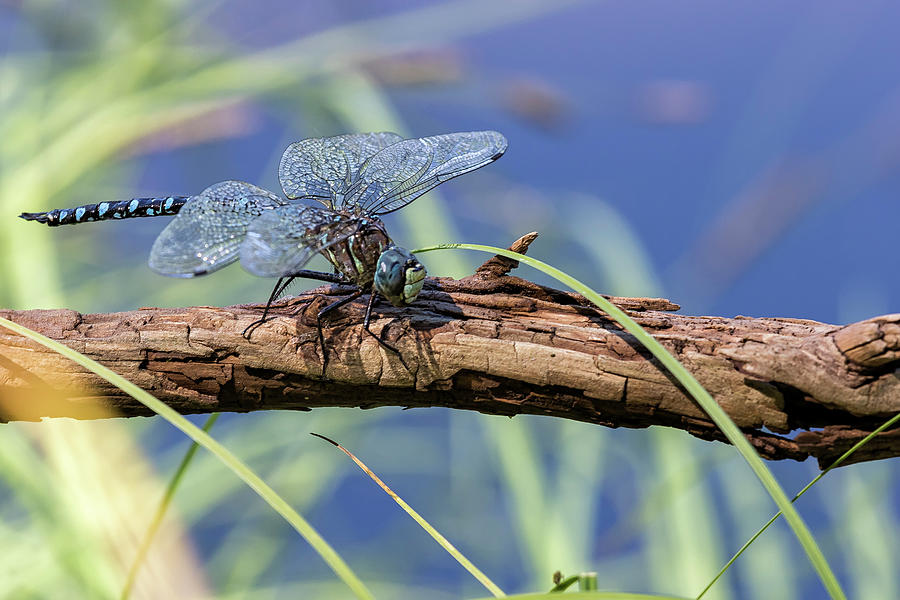 Peril and Rescue for a Dragonfly, Safe Photograph by Belinda Greb