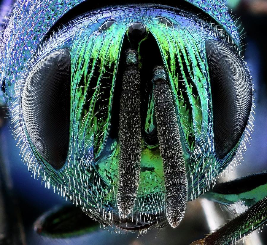 Perilampidae wasp face metallic green Photograph by Mona Master Art ...