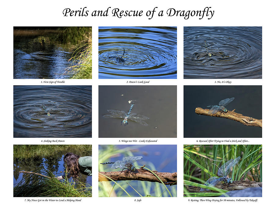 Perils and Rescue of a Dragonfly Photograph by Belinda Greb