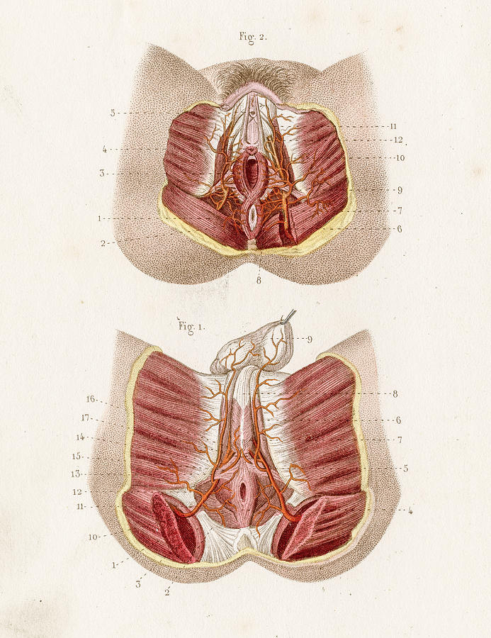 Perineum anatomy engraving 1886 Drawing by Thepalmer