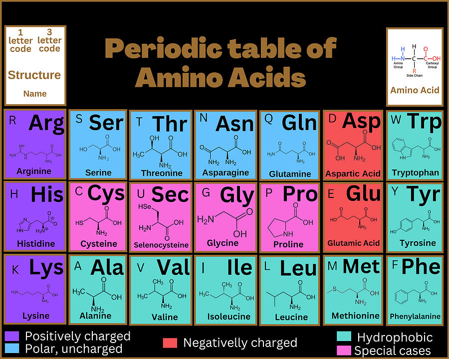 Periodic table of amino acids Digital Art by Chanhorngam Hongchui - Pixels