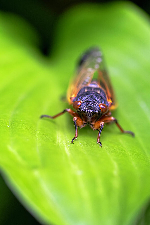 Periodical Cicada Photograph by Patty Colabuono Periodical Cicada Photograph by Patty Colabuono