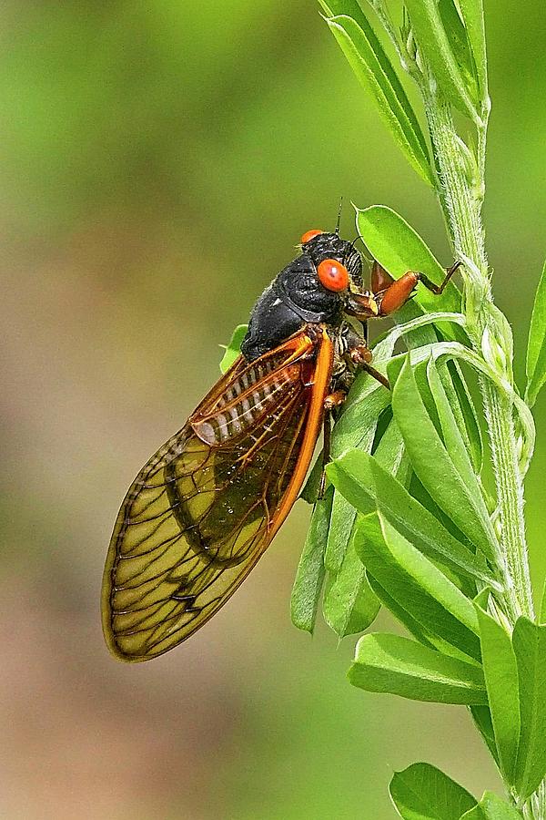 Periodical Cicada Photograph by Paul Rebmann