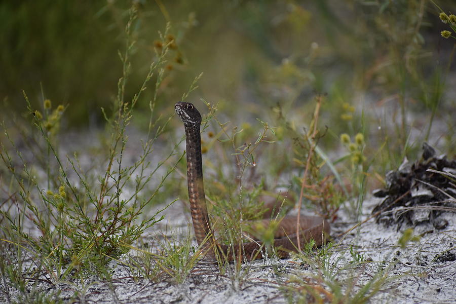 Periscoping Snake Photograph by Stacy Klema - Fine Art America