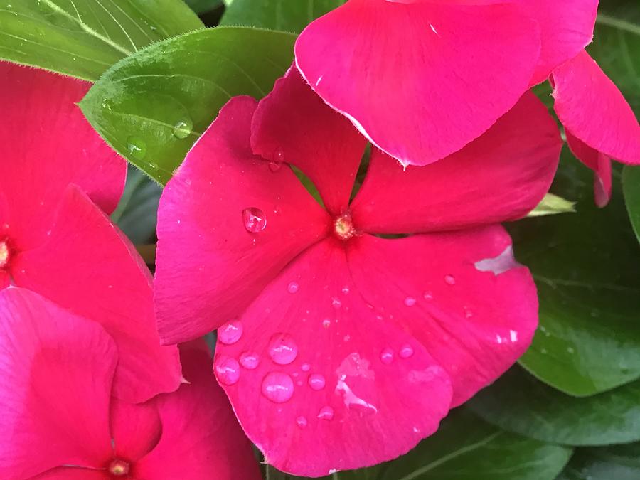 Periwinkle a pink Photograph by Arlicia Corley - Fine Art America