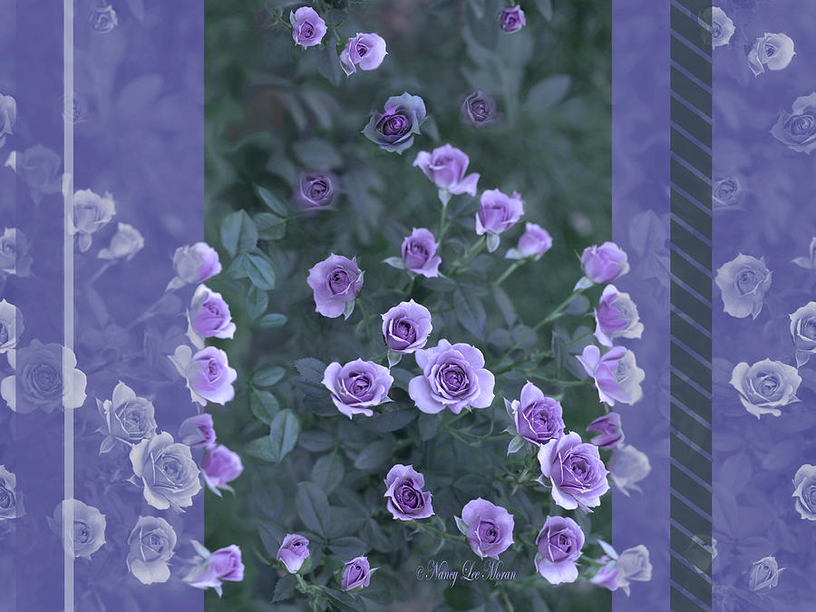 Periwinkle and Violet Veranda Roses Mixed Media by Nancy Lee Moran