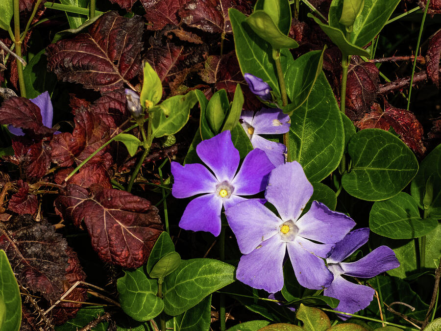 Periwinkle Photograph by Dianne Milliard
