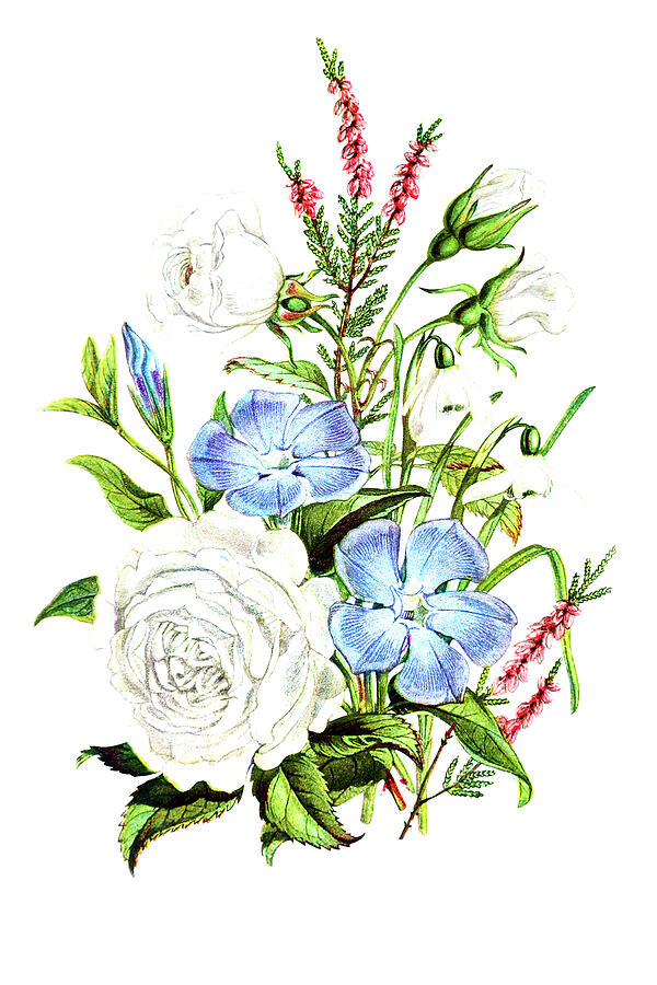 Periwinkle, Snowdrop, White Rose And Common Heath Drawing