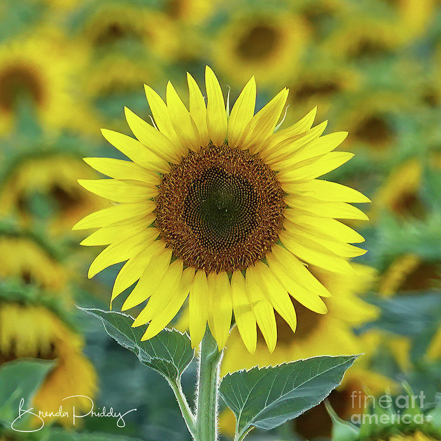 Perky Yellow Photograph by Brenda Priddy