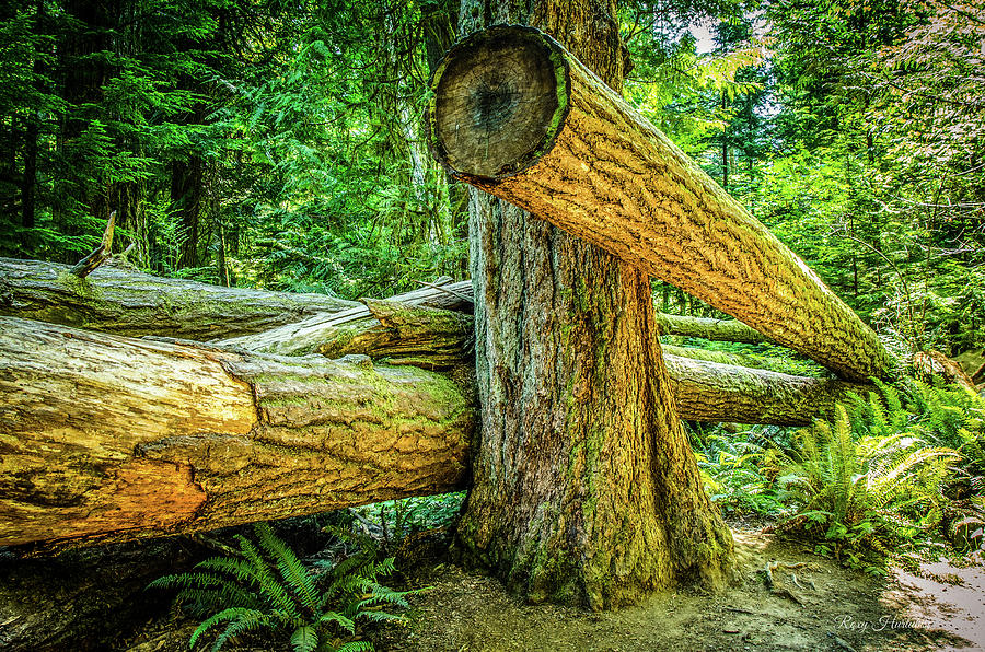 Permanent Landing Cathedral Grove Photograph by Roxy Hurtubise
