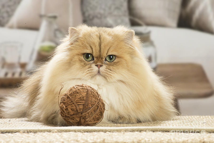 Persian Cat indoors Photograph by Persian Cat indoors Fine Art America