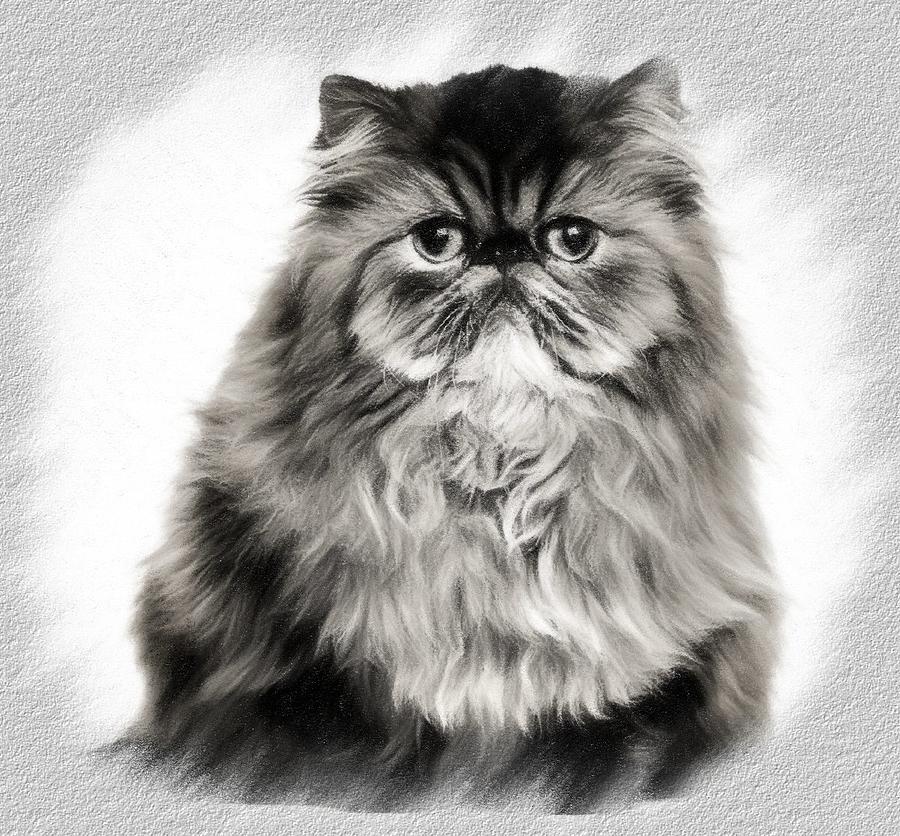 Persian Cat Sketch Drawing by Bob Smerecki Fine Art America