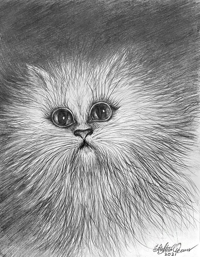 Cat Drawing - Persian-himalayan cat. Pencil drawing by Sofia Goldberg