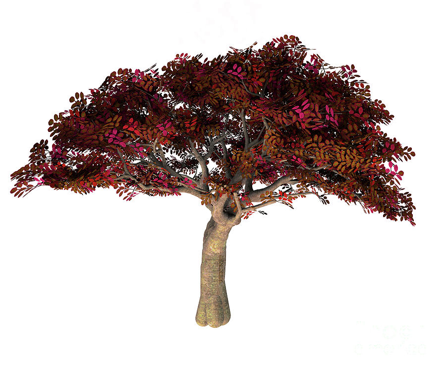 Persian Ironwood Tree Digital Art by Corey Ford