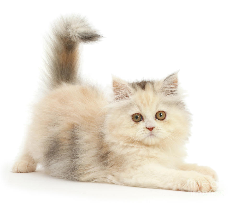 Persian kitten in playful posture Photograph by Warren Photographic