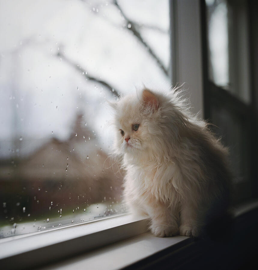 Persian Kitten Sitting At Window Photograph by Danielle D. Hughson