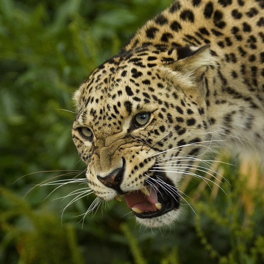 Persian leopard Photograph by Wendy Salisbury Photography