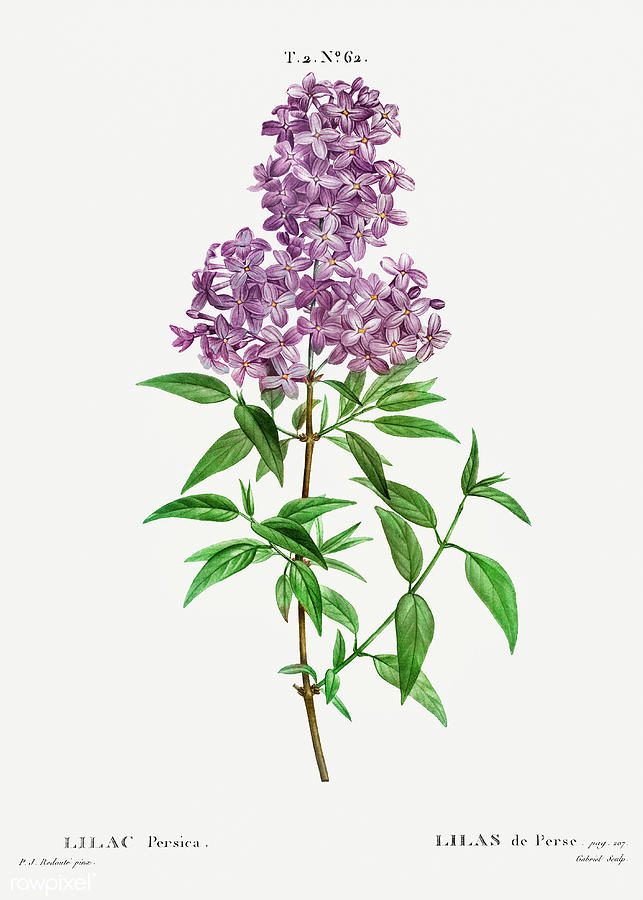 Persian Lilac  Painting by World Art Collective
