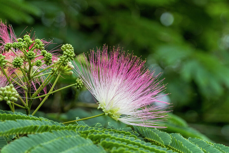 Persian Mimosa Pink Silk Tree Blossom  Photograph by Kathy Clark