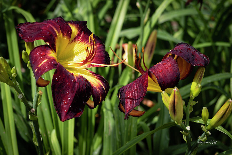 Persian Ruby Daylilies III Photograph by Suzanne Gaff