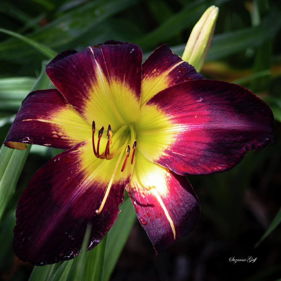 Persian Ruby Daylily IV Squared Photograph by Suzanne Gaff