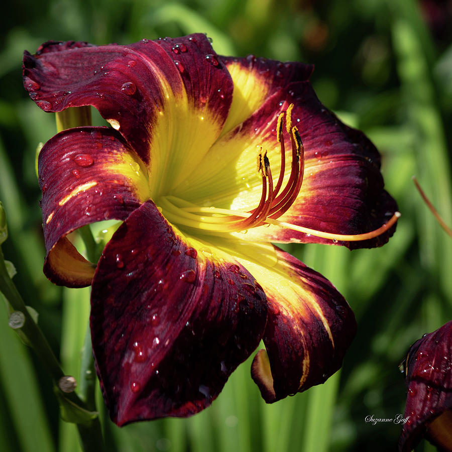Persian Ruby Daylily Squared Photograph by Suzanne Gaff