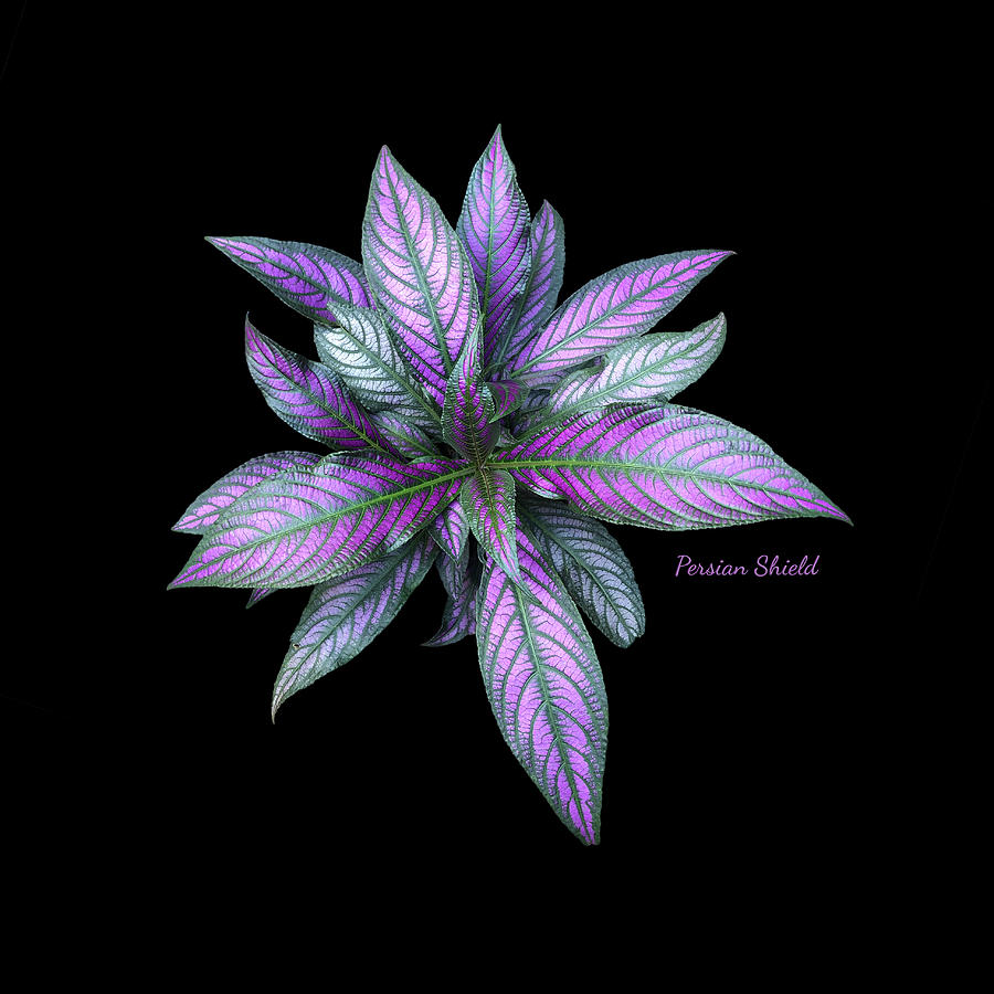 Persian Shield On Black Background Photograph