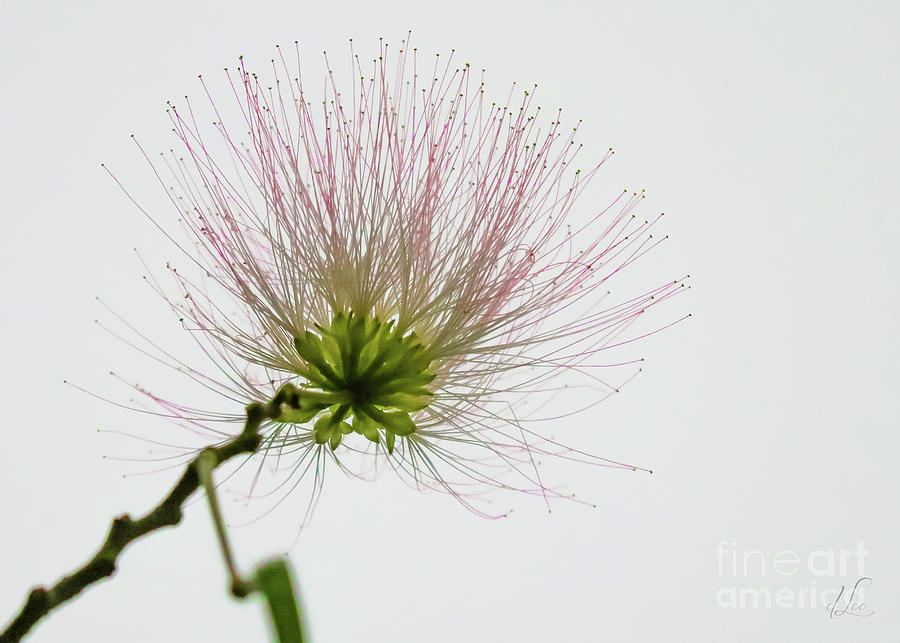 Summer Photograph - Persian Silk Tree Bloom by D Lee