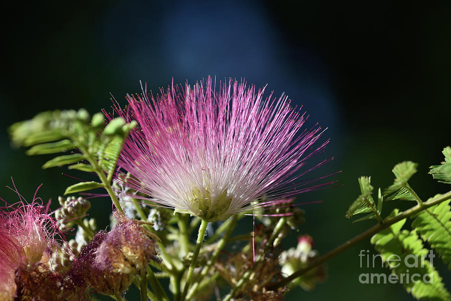 Persian Silk Tree Flower Photograph By George Atsametakis