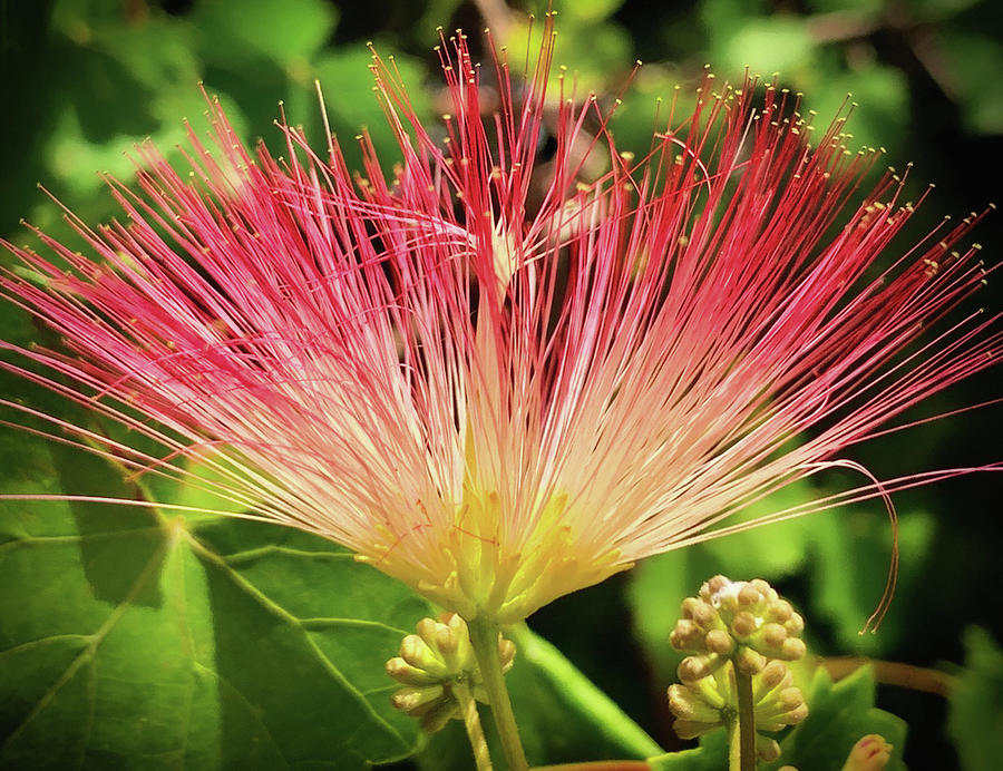 Persian Silk Tree or Mimosa Tree Photograph by Tim Bond Fine Art America