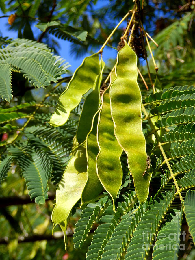 Persian Silk Tree Photograph by Stephen Farhall - Pixels