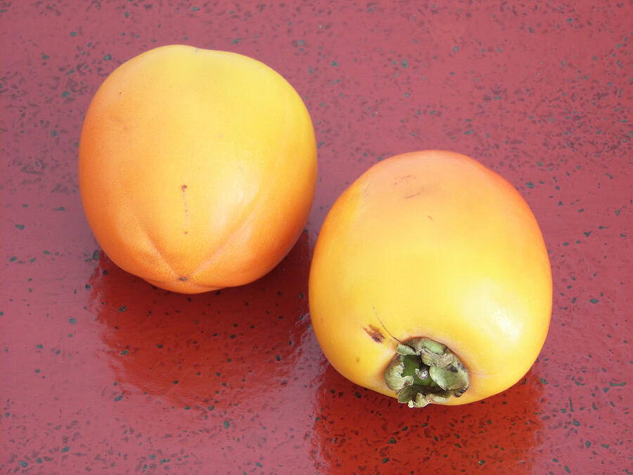 Persimmons Photograph by Daniel235