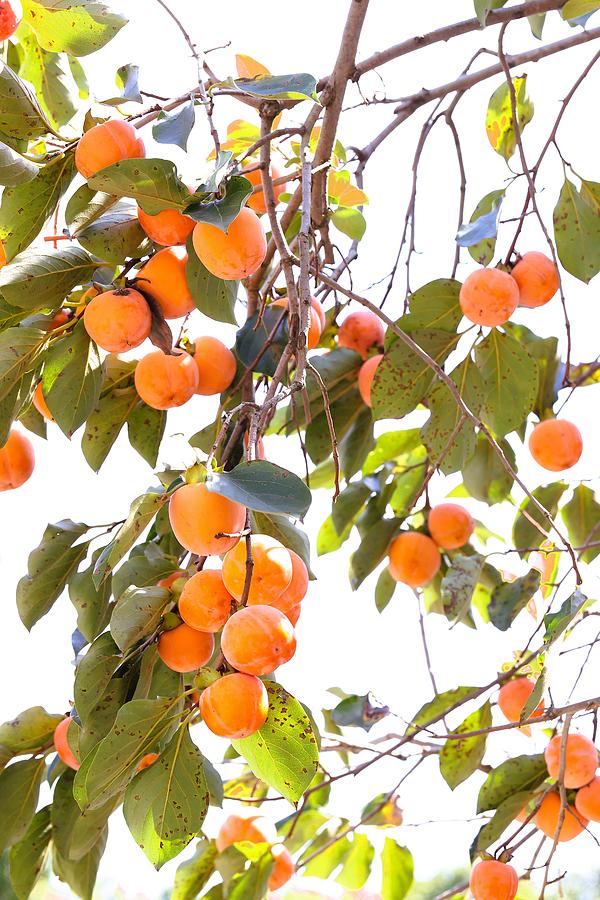 Persimmons Hanging on the Tree Photograph by Mingming Jiang