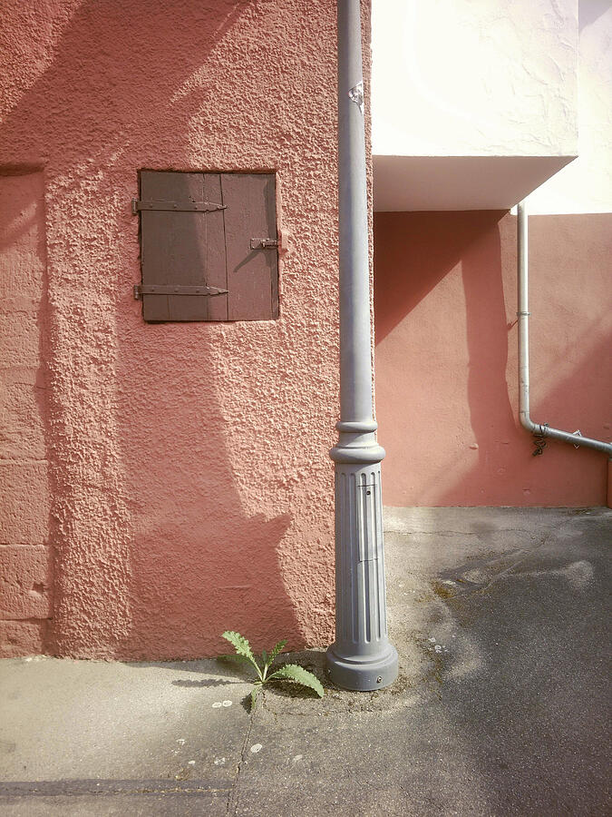 Persistence in Pastel Photograph by Matthias Hauser Persistence in Pastel Photograph by Matthias Hauser